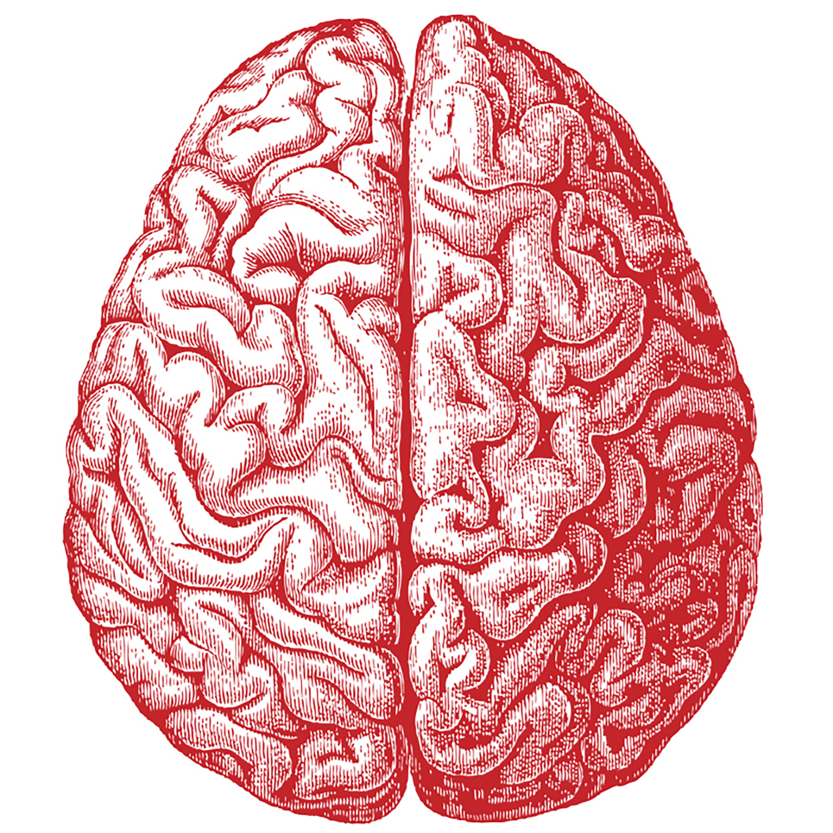 Левая гемисфера мозга. Мозг вид сверху. Полушария мозга.